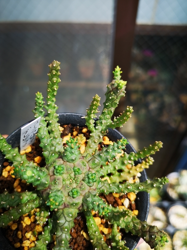 Euphorbia brevirama 成長記(2019.8.1) - YOSHIDA LAB's BLOG