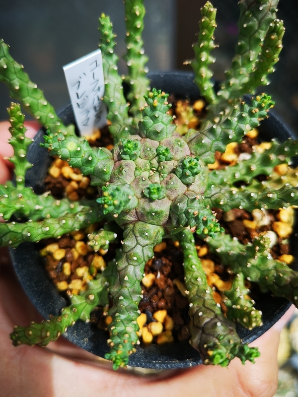 Euphorbia brevirama 成長記(2019.8.1) - YOSHIDA LAB's BLOG