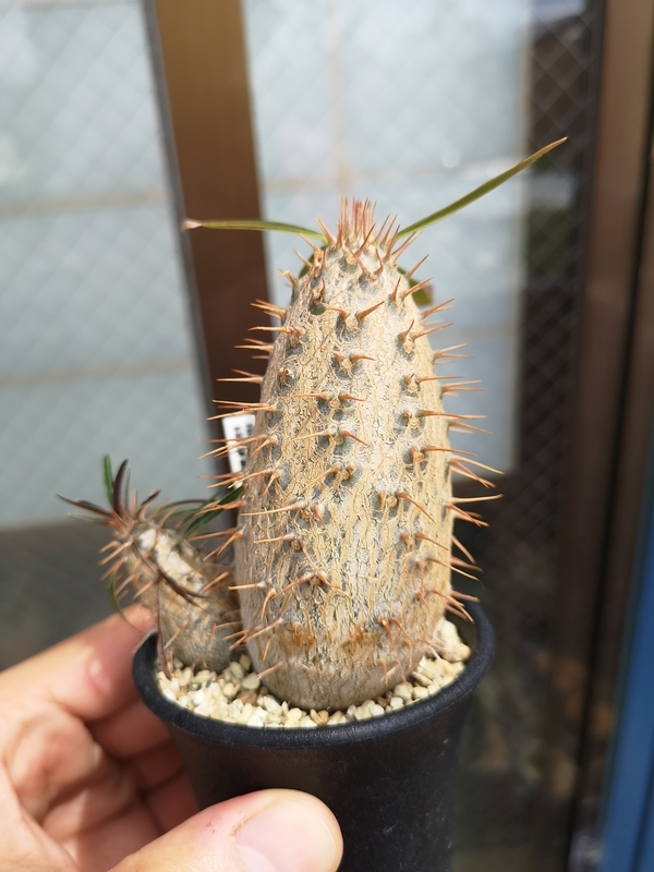 f:id:yoshida_lab:20190724225710j:plain f:id:yoshida_lab:20190724225710j:plain