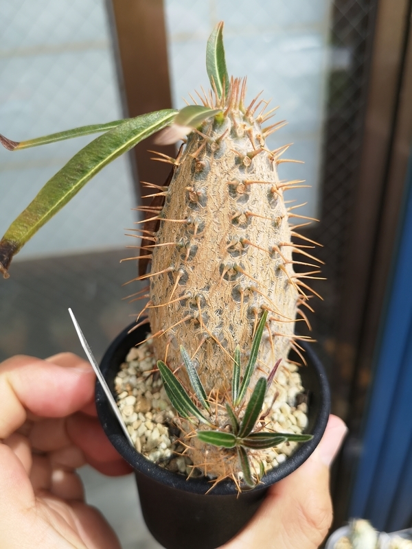 f:id:yoshida_lab:20190724225814j:plain f:id:yoshida_lab:20190724225814j:plain