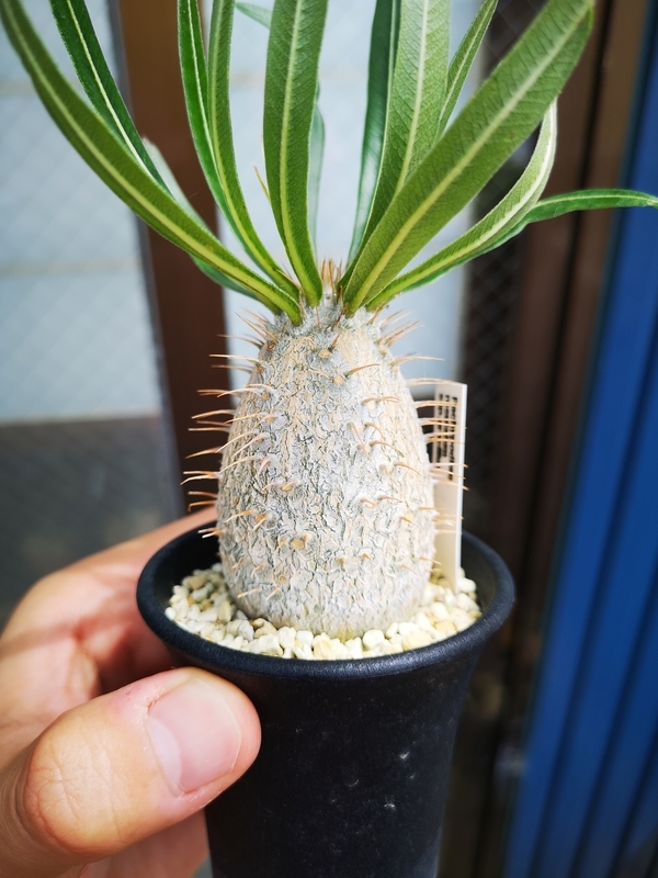 f:id:yoshida_lab:20190724225950j:plain f:id:yoshida_lab:20190724225950j:plain