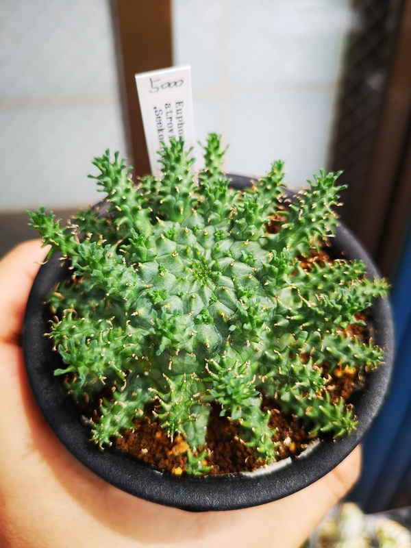 f:id:yoshida_lab:20190724230054j:plain