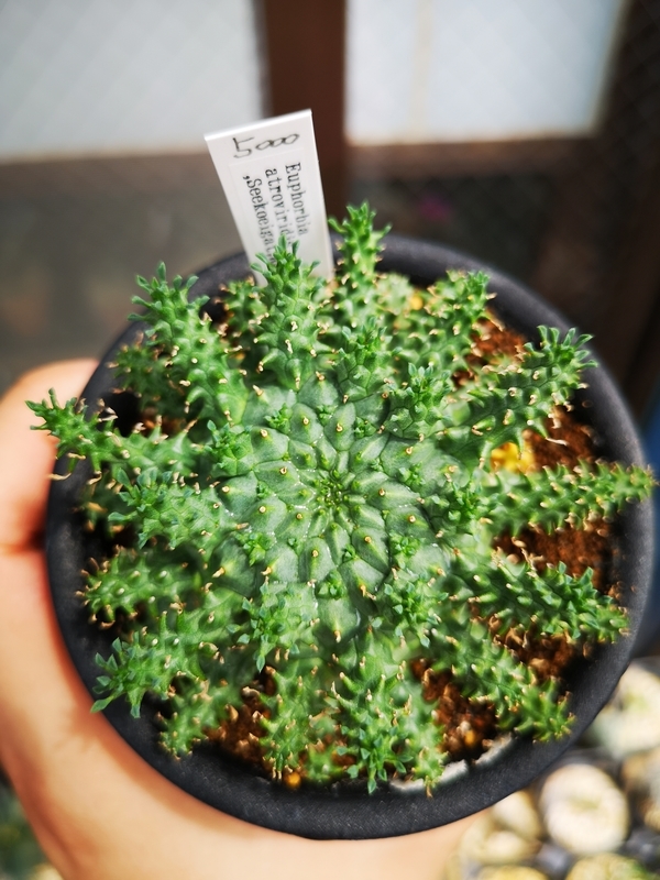 f:id:yoshida_lab:20190724230114j:plain