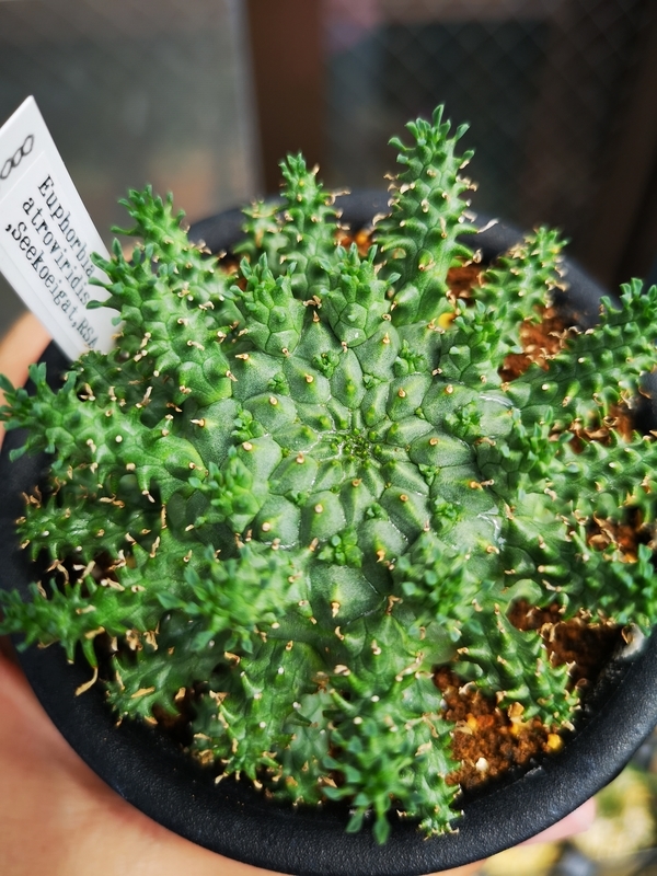 f:id:yoshida_lab:20190724230154j:plain