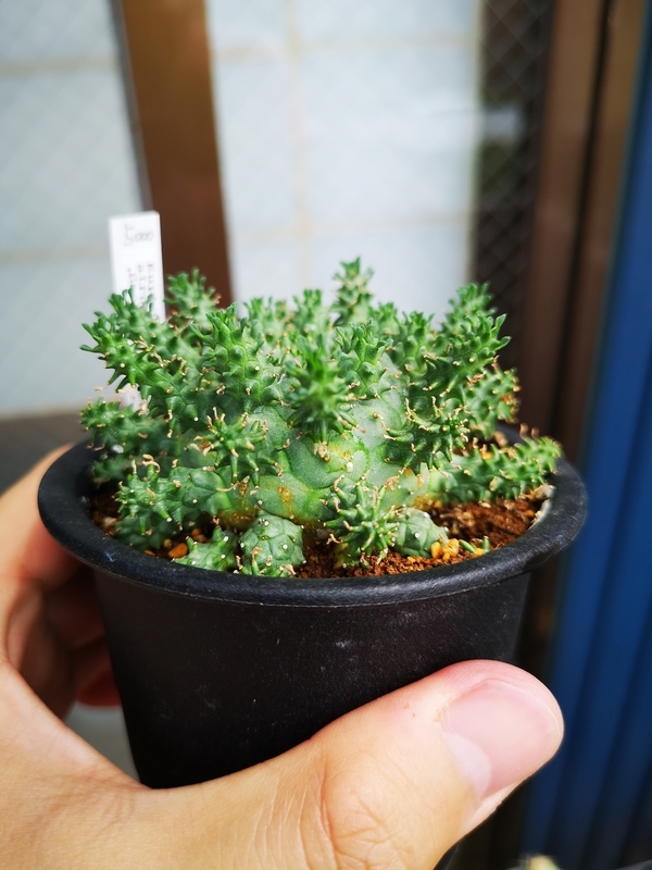 f:id:yoshida_lab:20190724230214j:plain