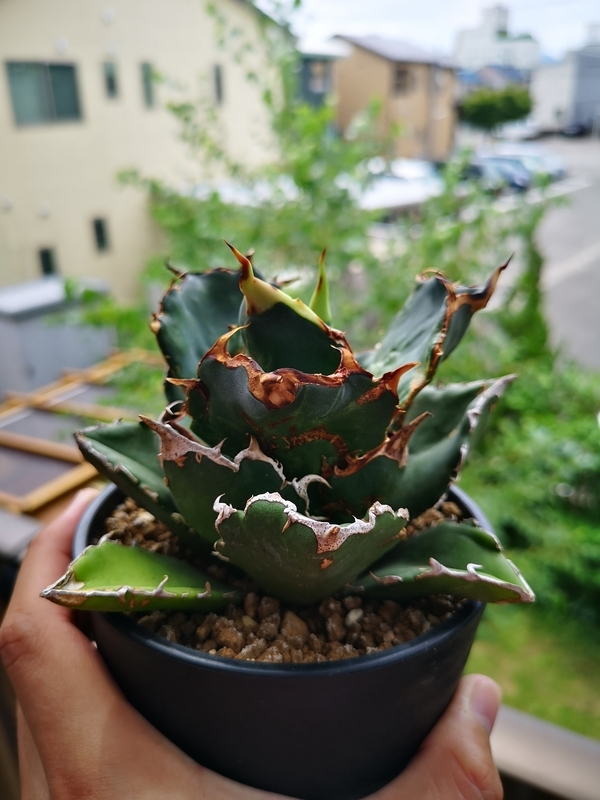 f:id:yoshida_lab:20190724232106j:plain f:id:yoshida_lab:20190724232106j:plain