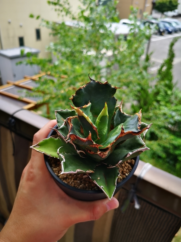 f:id:yoshida_lab:20190724232215j:plain f:id:yoshida_lab:20190724232215j:plain