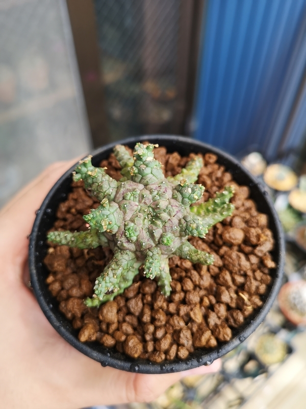 Euphorbia brevirama 成長記(2019.8.1) - YOSHIDA LAB's BLOG