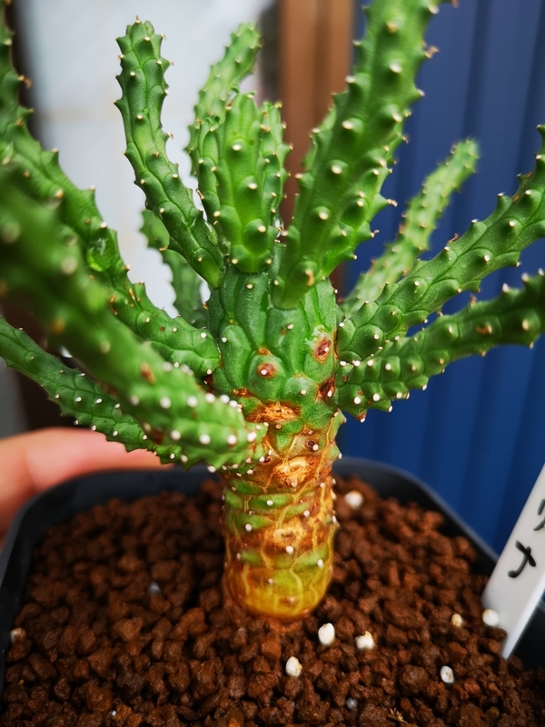 f:id:yoshida_lab:20190725000258j:plain