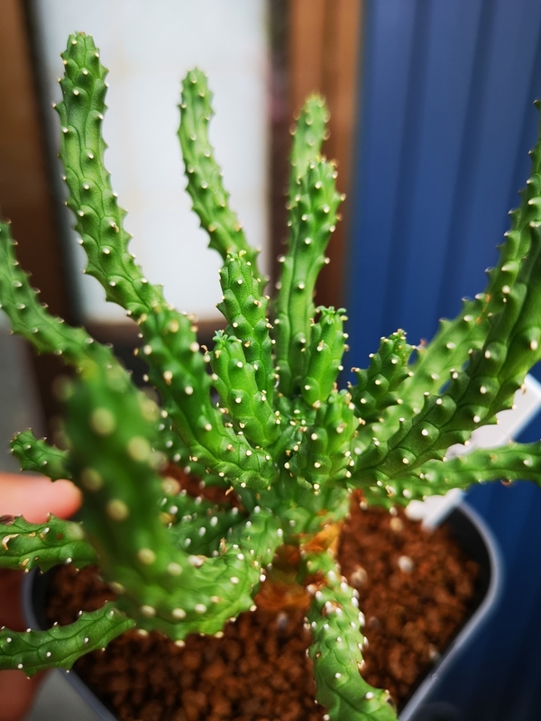 f:id:yoshida_lab:20190725000421j:plain