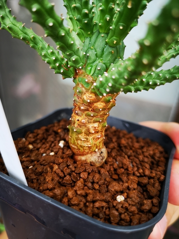 f:id:yoshida_lab:20190725000501j:plain