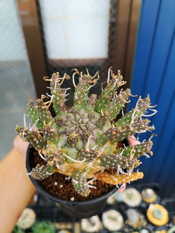 f:id:yoshida_lab:20190725001026j:plain f:id:yoshida_lab:20190725001026j:plain