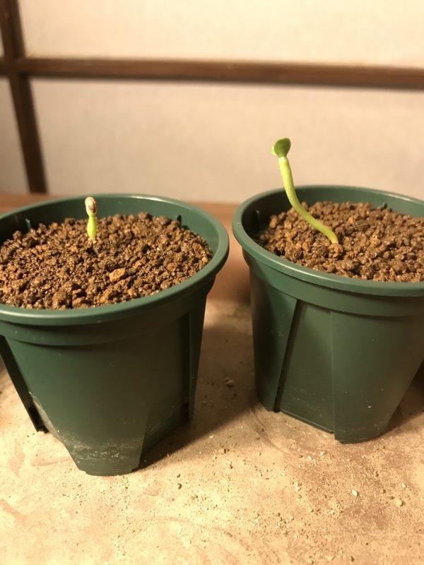 ユーフォルビア　ブレビラマ【実生苗】【開花中】 Euphorbia brevirama ユーフォルビア ブレビラマ ． ブレビラマ