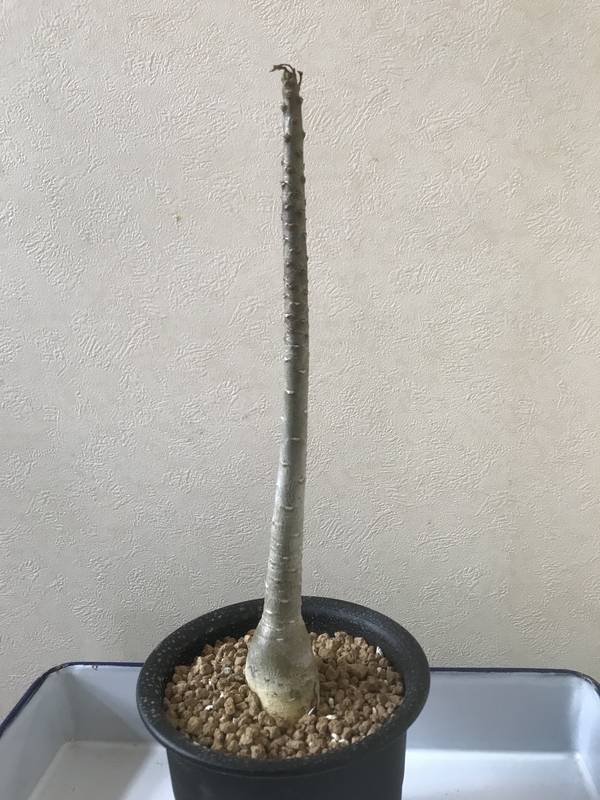 アデニウム ソコトラナム ソコトラ島 ヨーロッパ輸入 実生 レア植物