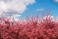 [New York][Travel][flowers]cherry blossoms