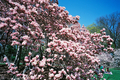 [New York][Travel][flowers]at CENTRAL PARK