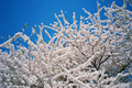 [New York][Travel][flower]with cherry blossoms,central park