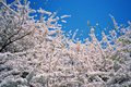 [New York][Travel][flower]with cherry blossoms,central park