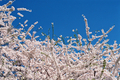 [New York][Travel][flower]with cherry blossoms,central park