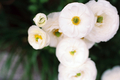 [flowers]Ranunculus