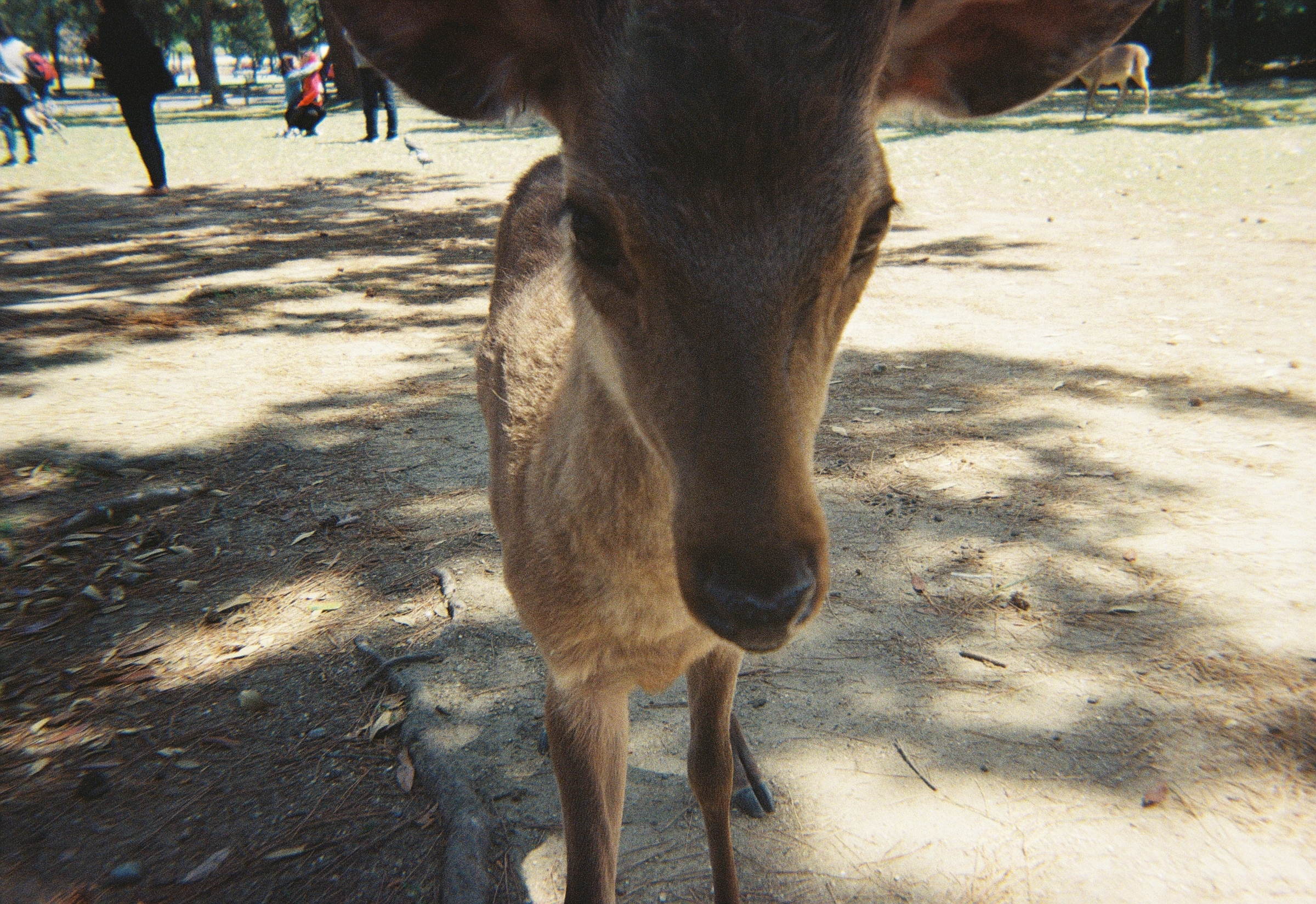 Lomography Simple Use Film Cameraで撮った奈良公園の鹿の写真