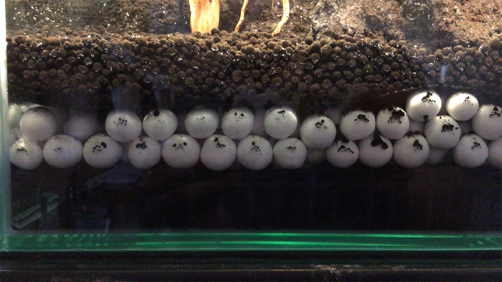 水槽のリセット 鹿児島のメダカおじさん