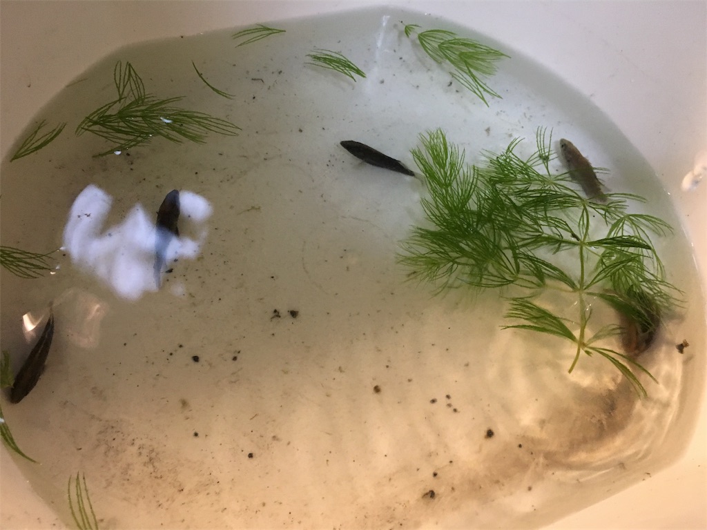 メダカの飼い方 室内編 鹿児島のメダカおじさん メダカの飼い方 室内編 鹿児島のメダカおじさん