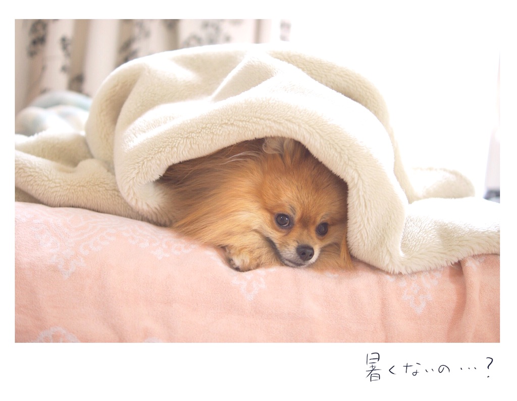 f:id:yoshikawalinen:20170622172941j:image f:id:yoshikawalinen:20170622172941j:image