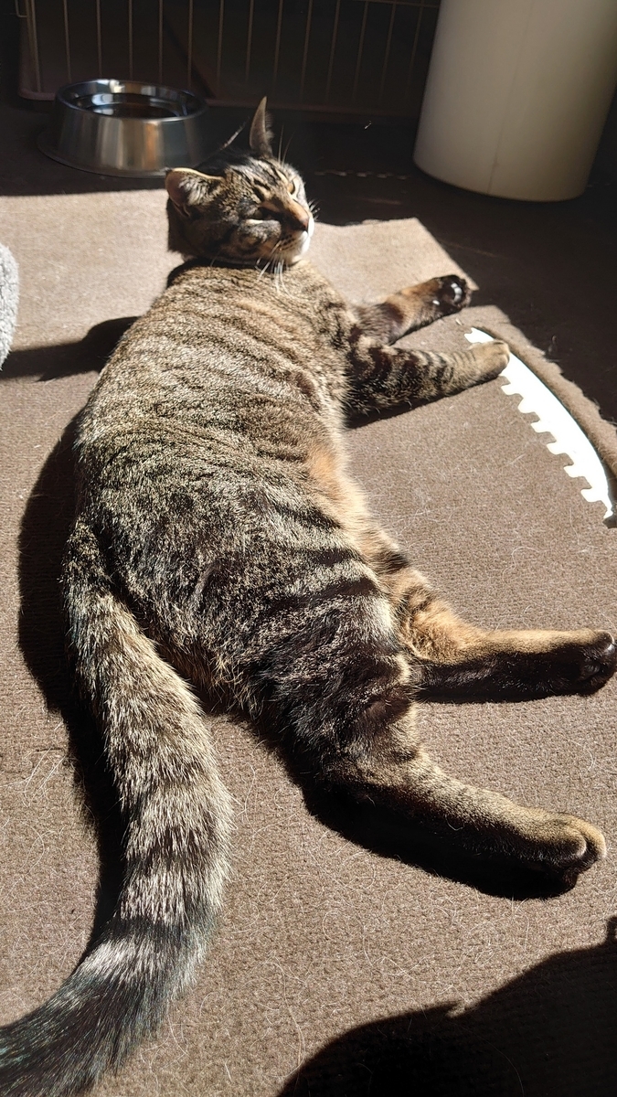 f:id:yoshikixx:20200528144904j:plain