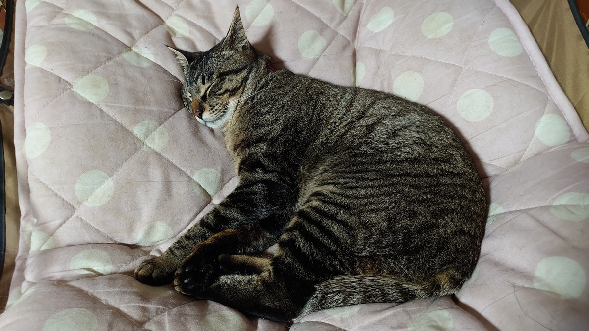 f:id:yoshikixx:20200528144920j:plain