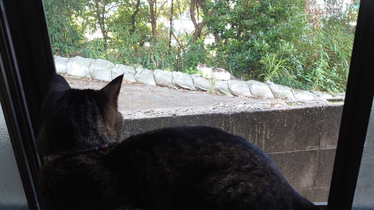 f:id:yoshikixx:20210607160401j:plain