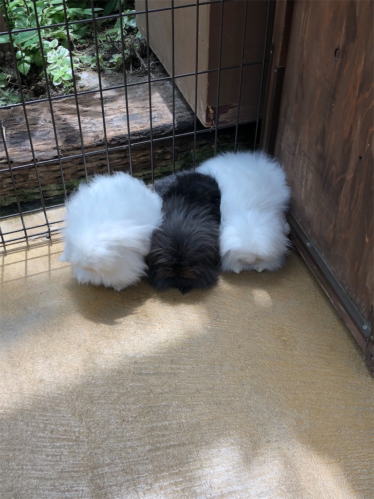 f:id:yoshiko062782:20180808121022j:image f:id:yoshiko062782:20180808121022j:image
