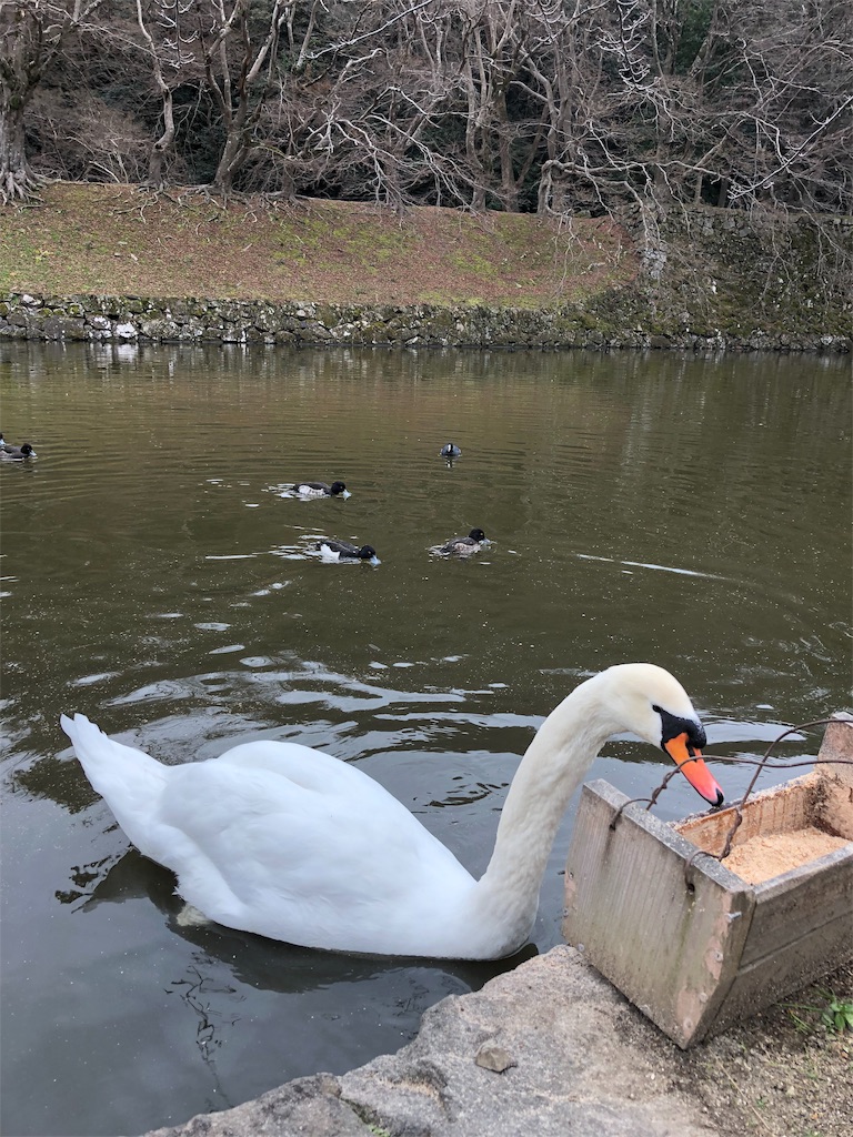 f:id:yoshiko062782:20190129103112j:image