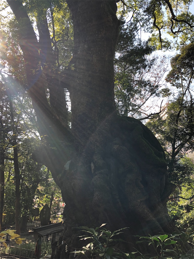 f:id:yoshiko062782:20190130170453j:image