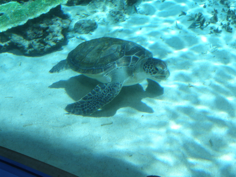 f:id:yoshikoari:20110817140321j:image f:id:yoshikoari:20110817140321j:image