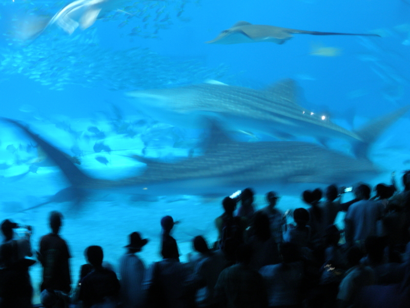 f:id:yoshikoari:20110817142817j:image f:id:yoshikoari:20110817142817j:image