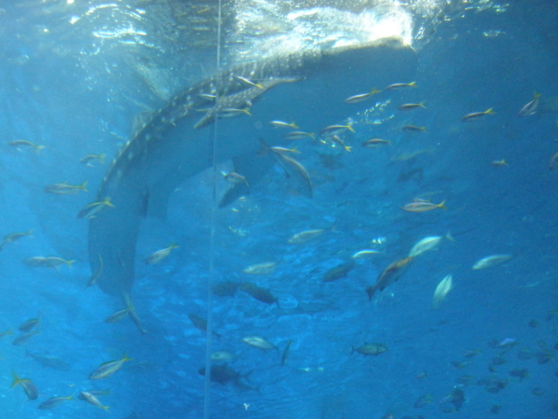 f:id:yoshikoari:20110817150937j:image f:id:yoshikoari:20110817150937j:image