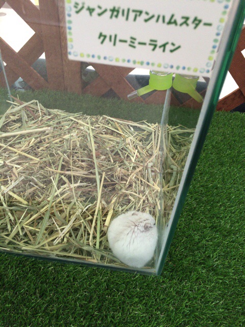 f:id:yoshimamo:20160827162054j:plain
