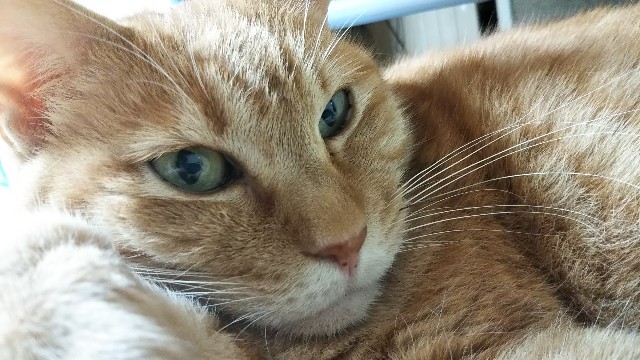あなたの幸せそうな顔が 私の幸せでもあるのよ みちてる みちてた