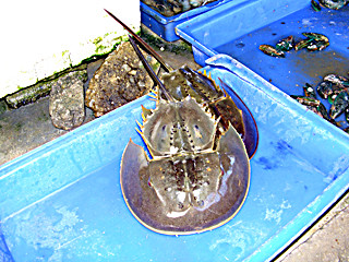 f:id:yoshimie:20090322163706j:image f:id:yoshimie:20090322163706j:image