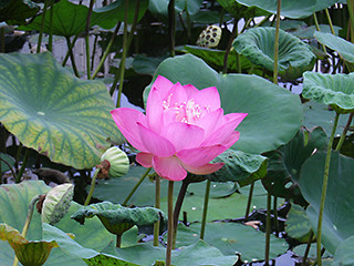 f:id:yoshimie:20160406133126j:image:w450