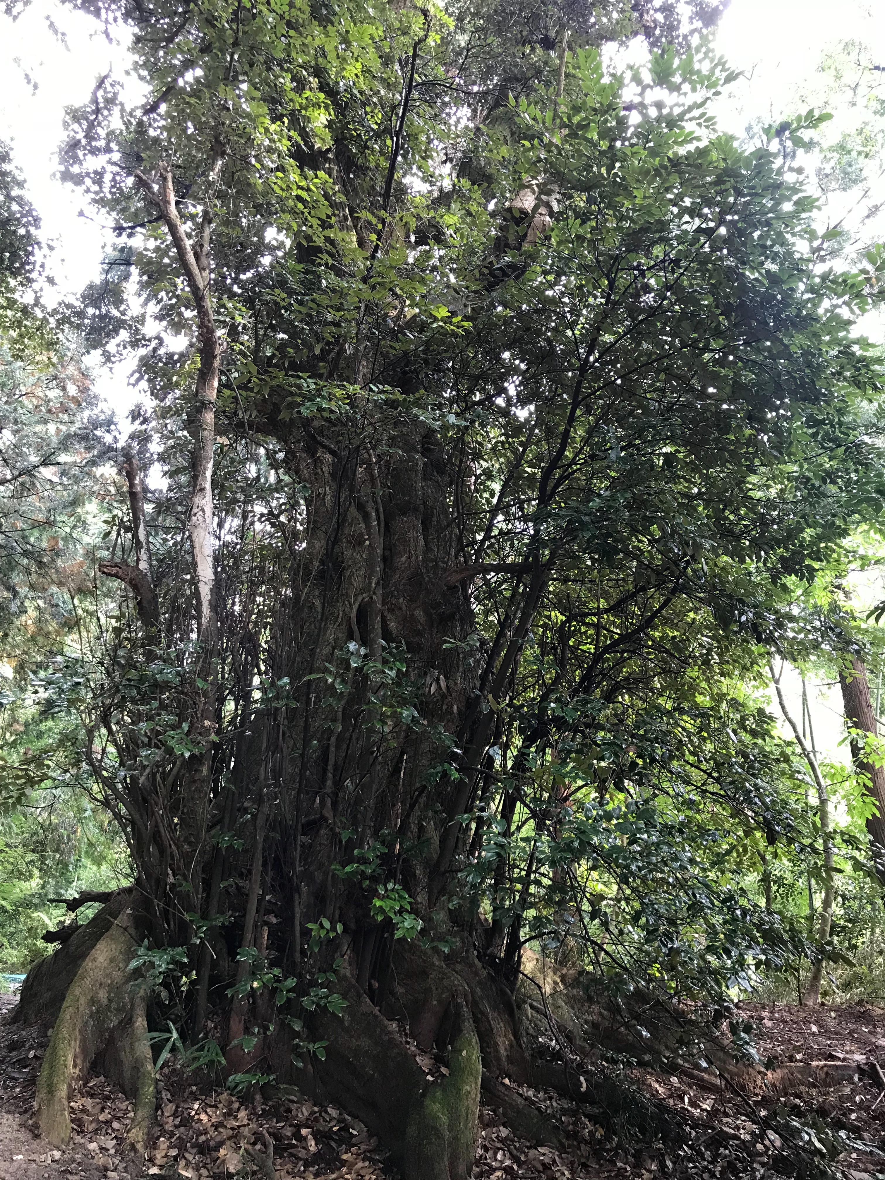 f:id:yoshimiuta:20181106112602j:image f:id:yoshimiuta:20181106112602j:image