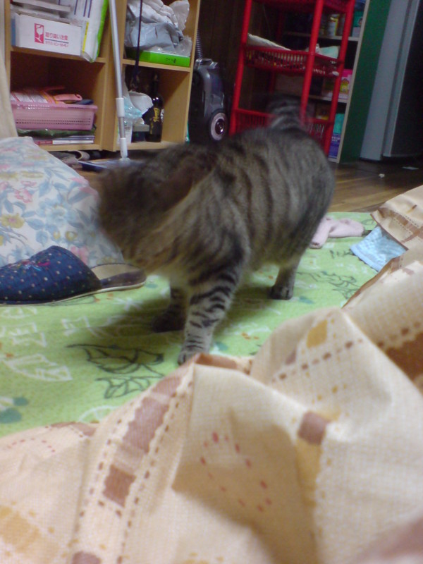 20101130232012