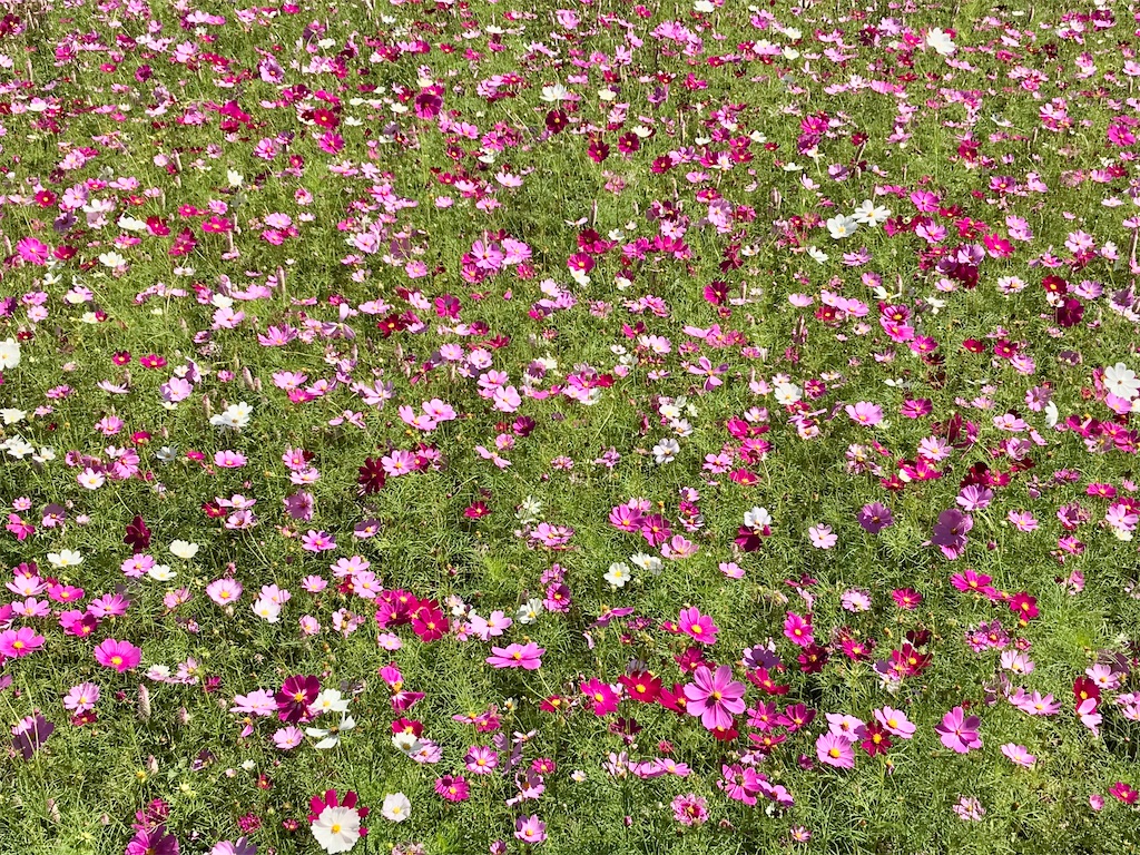 f:id:yoshink4:20201024132809j:image f:id:yoshink4:20201024132809j:image