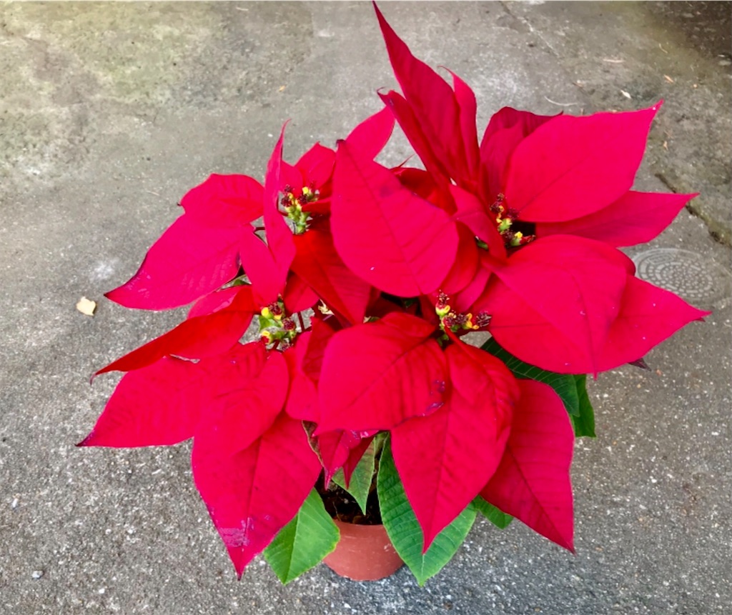 f:id:yoshink4:20201219090250j:image