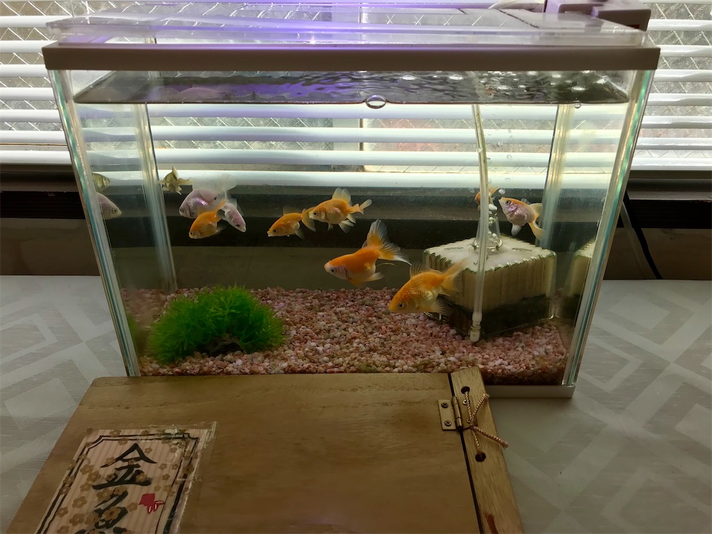 f:id:yoshink4:20210620210049j:image f:id:yoshink4:20210620210049j:image