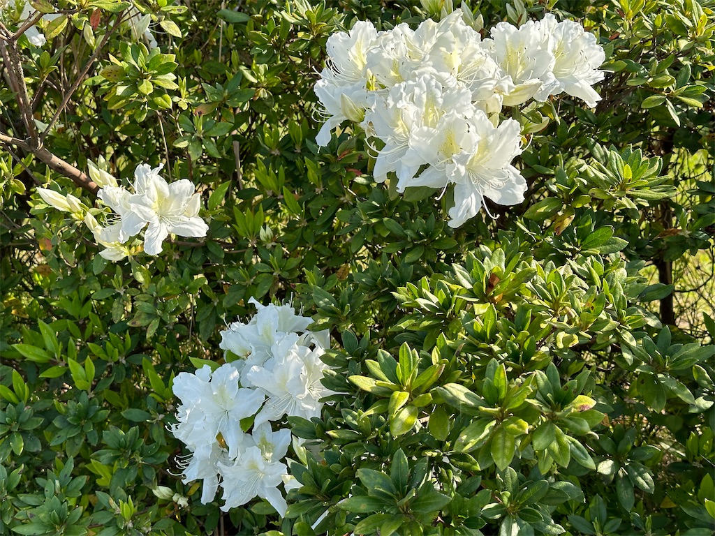 f:id:yoshink4:20230410162733j:image f:id:yoshink4:20230410162733j:image