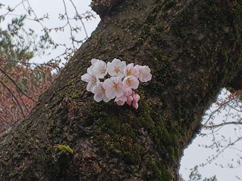 f:id:yoshino1126:20180422170350j:image:left:w275 f:id:yoshino1126:20180422170350j:image:left:w275
