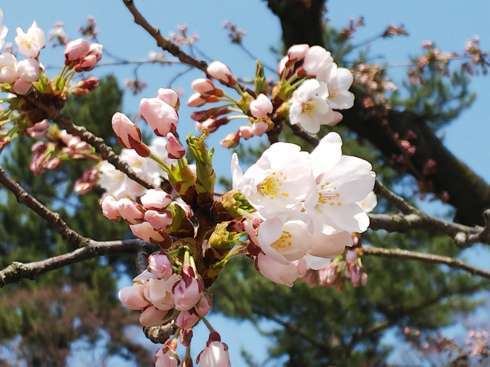 f:id:yoshino1126:20180422173020j:image:left:w275 f:id:yoshino1126:20180422173020j:image:left:w275