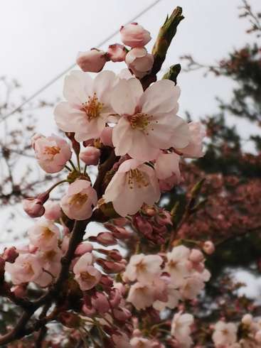f:id:yoshino1126:20180422173340j:image:left:w200 f:id:yoshino1126:20180422173340j:image:left:w200